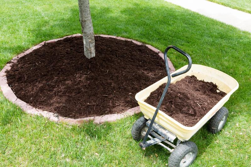 soil around a tree and in the poly cart
