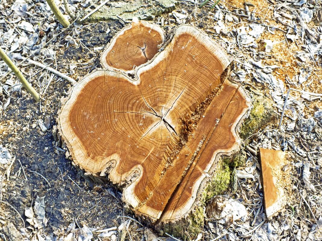 top view of a cut tree