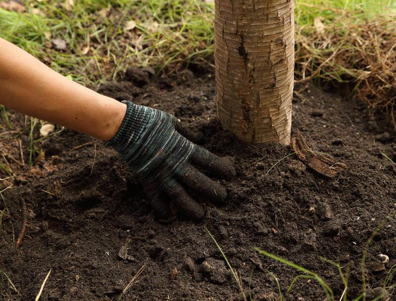 planting a small tree in the ground